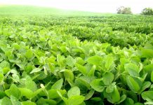 Subirán 3 puntos las retenciones para los productores que vendan más de 1.000 toneladas de soja