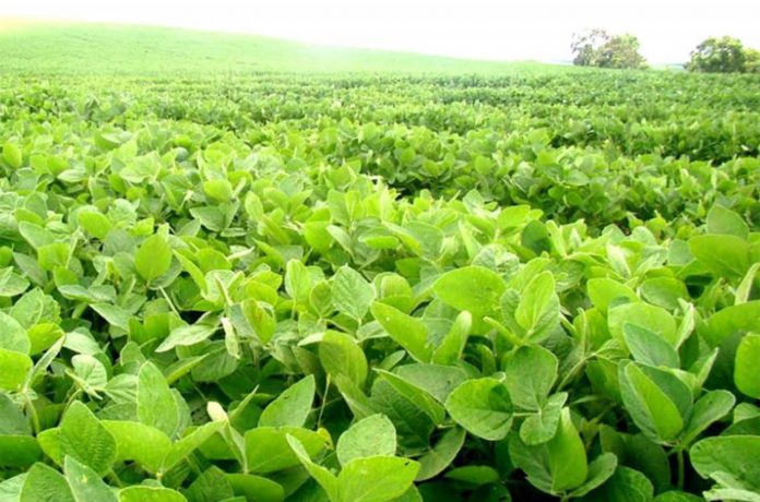 Subirán 3 puntos las retenciones para los productores que vendan más de 1.000 toneladas de soja