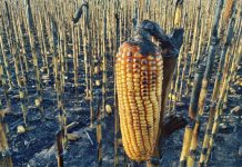 Denuncian que un incendio intencional afectó a un campo del vicepresidente de CRA Denuncian que un incendio intencional afectó a un campo del vicepresidente de CRA