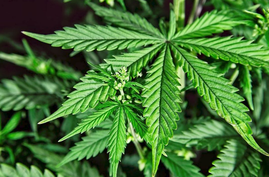 En Chubut, una empresa provincial producirá cannabis de uso terapéutico