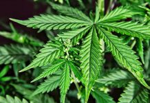 Legalizar el cultivo de cannabis medicinal en Brasil: una lucha llena de obstáculos En Chubut, una empresa provincial producirá cannabis de uso terapéutico