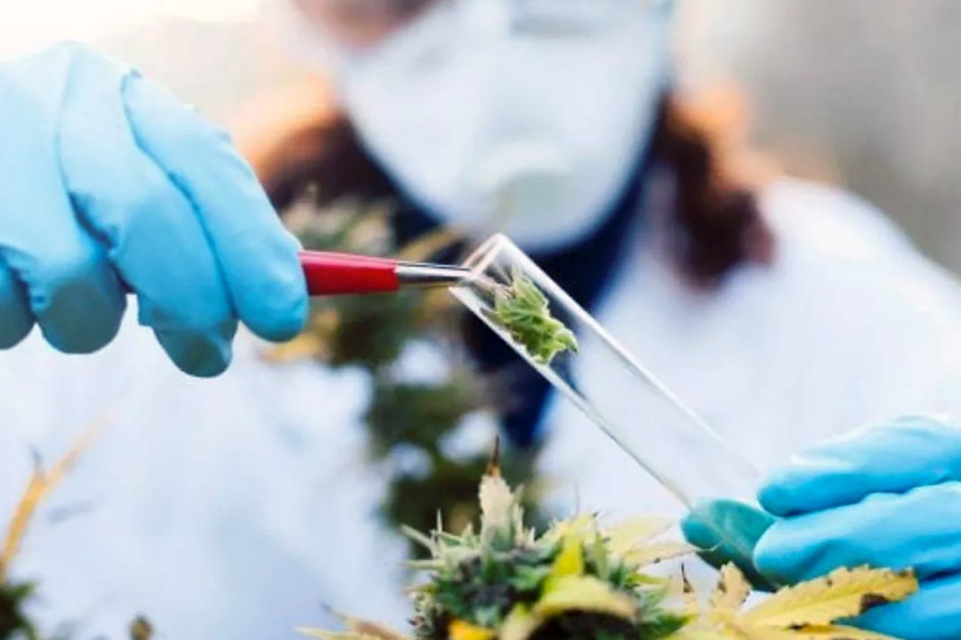 En Chubut, una empresa provincial producirá cannabis de uso terapéutico