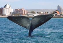TRES CIUDADES DE CHUBUT EN ALTO RIESGO EPIDEMIOLÓGICO Turismo, industria al rojo vivo: en la costa esperan habilitación de fronteras en la cordillera avanzan con alternativas comarcales