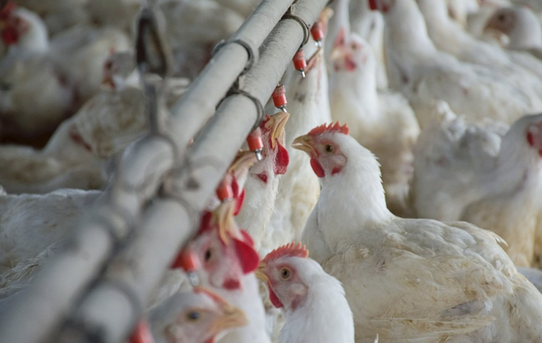 Histórico: el consumo de carne aviar llega a los 50 kilos e iguala por primera vez al de carne vacuna