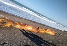 Una criatura de mar gigante, apareció encallada en Isla Escondida