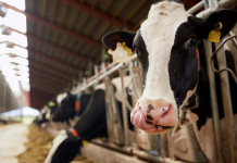 Repuntó el precio de la leche cruda en enero pero sigue detrás de la inflación Los tamberos advierten que no llegan a cubrir los costos: “Somos los que recibimos el precio más bajo de producción”