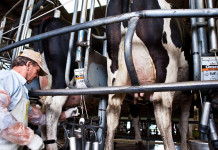 Los tamberos advierten que no llegan a cubrir los costos: “Somos los que recibimos el precio más bajo de producción” Los tamberos advierten que no llegan a cubrir los costos: “Somos los que recibimos el precio más bajo de producción”