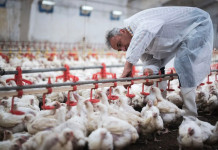 Expertos chinos que identificaron el Covid-19 alertan del peligro del virus H5N8