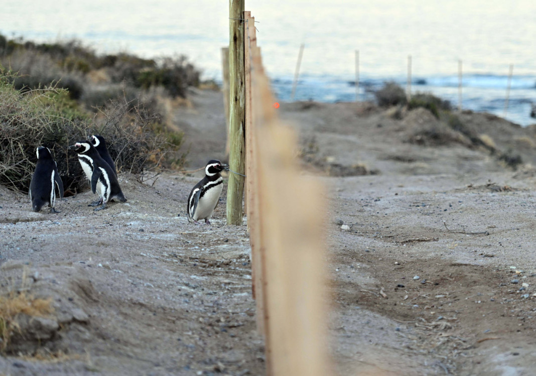 Pingüinos en Punta Tombo - Foto: Telam