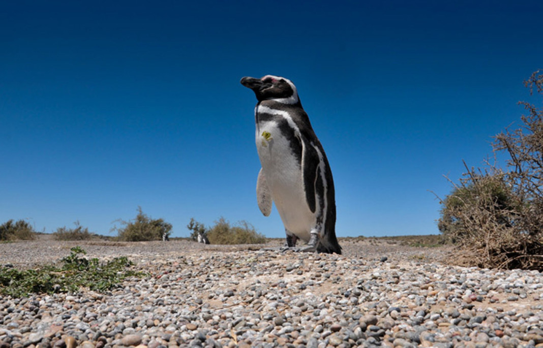 Pingüinos Punta Tombo Chubut -
