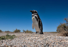 UNA DISPUTA FAMILIAR DE 10 AÑOS Y LA DECISIÓN DE ABRIR UN CAMINO, PRODUJO LA MASACRE DE PINGUINOS EN PUNTA TOMBO Pingüinos Punta Tombo Chubut -