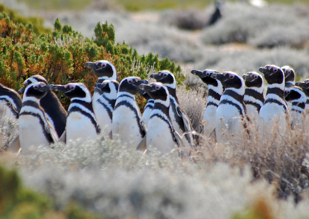 Pingüinos en la reserva Cabo Vírgenes - Foto: OPI Santa Cruz/Francisco Muñoz