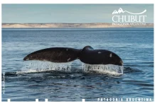 Ballenas, un espectáculo inolvidable Ballenas, un espectáculo inolvidable