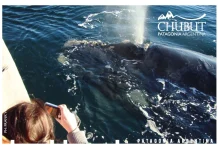 Ballenas, un espectáculo inolvidable