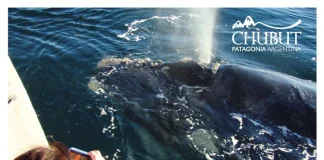 Ballenas, un espectáculo inolvidable