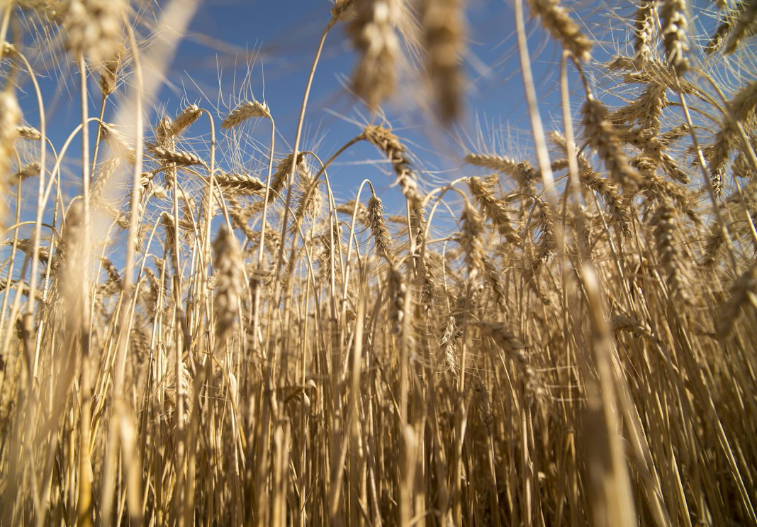 El trigo en el campo Argentino - Foto: NA