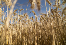 Actualización de valores de referencia para trigo y sus derivados impactará en el precio del pan El trigo en el campo Argentino - Foto: NA