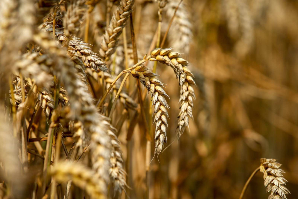 El trigo en el campo Argentino - Foto: NA