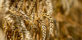 El trigo en el campo Argentino - Foto: NA