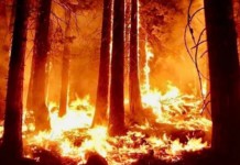 Brigadistas de ATE Nacional de paro por falta de pago, en pleno incendio forestal en Tierra del Fuego Incendio en Tolhuin Tierra del Fuego -