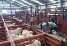 La estancia Alquinta de Lázaro Báez que en enero OPI denunció que estaba en producción, fue allanada por abigeato, robo de ganado lanar y lana de esquila Estancia Alquinta en plena esquila - Foto: OPI Santa Cruz