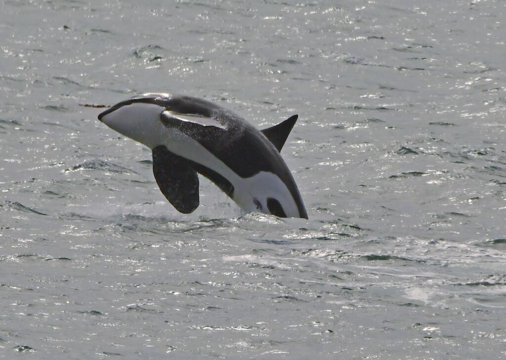 Chubut: Increíble show de Orcas en plena Temporada 2023 - Foto: Jorge Martín