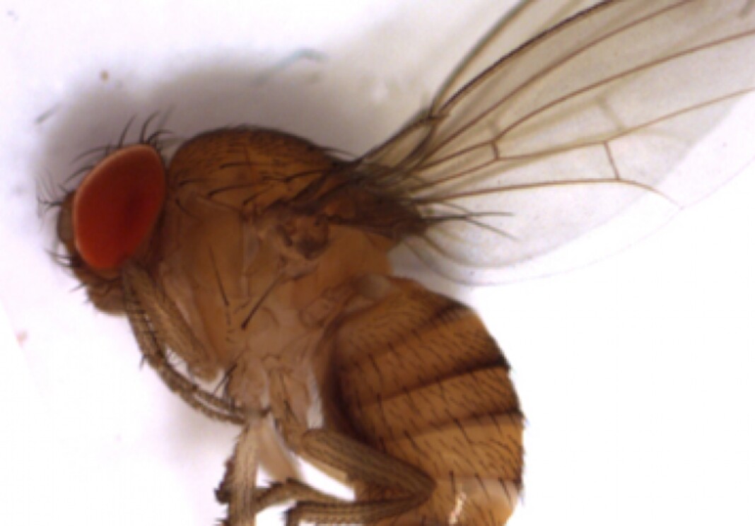 ejemplar de la mosca de alas manchadas Drosophila suzukii - Foto: Senasa