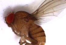 Senasa detecta en El Calafate una mosca que daña los frutos ejemplar de la mosca de alas manchadas Drosophila suzukii - Foto: Senasa