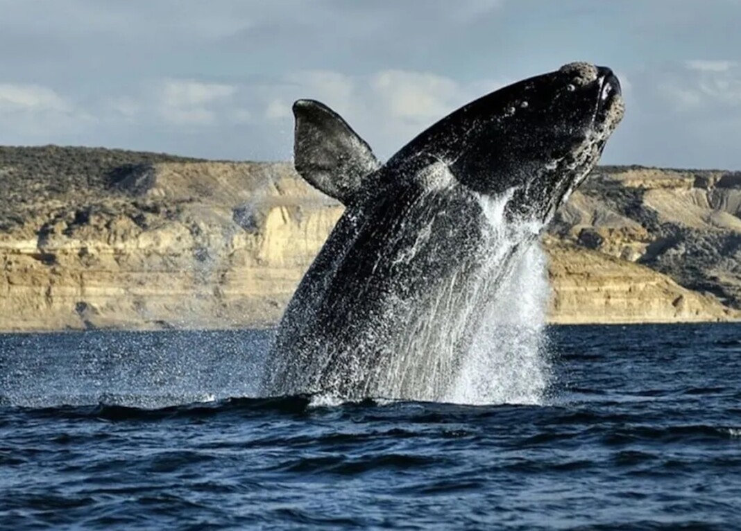 Más de 1200 ballenas en Península Valdés