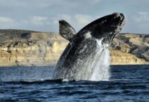 Más de 1200 ballenas en Península Valdés Más de 1200 ballenas en Península Valdés