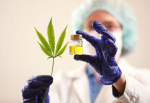 Inédito ensayo clínico de cannabis medicinal en Puerto Madryn Inédito ensayo clínico de cannabis medicinal en Puerto Madryn