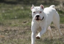 Dos dogos atacaron a un policía durante una persecución Otra desgracia con perros Dogos. Esta vez una niña de 15 años murió al ser atacada en la calle y hasta el momento, no hay consecuencias para su dueño
