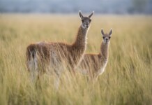 Guanacos en Santa Cruz -