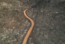 Devastador incendio forestal en Grecia Devastador incendio forestal en Grecia - Foto: NA