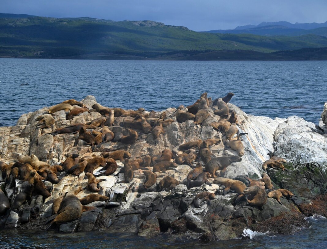 Detectan influenza aviar en lobos marinos