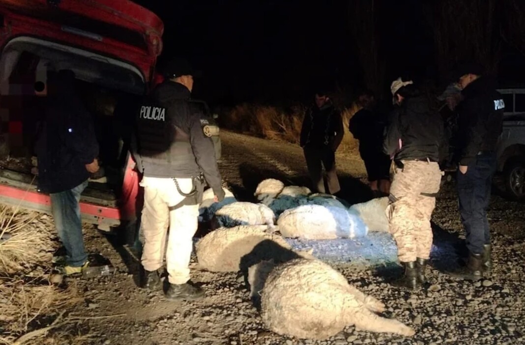 Lo detuvieron con 10 ovejas robadas y al intentar fugarse casi atropella a un policía
