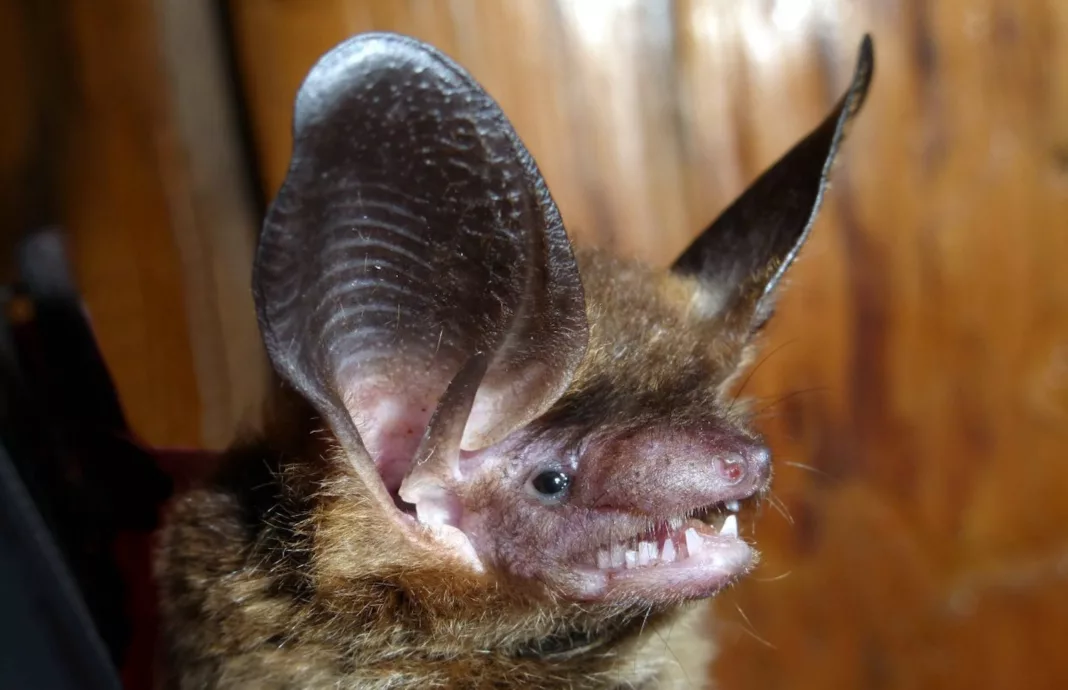 Detectan murciélagos con rabia en Tierra del Fuego