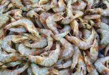 Caída de un 30% en desembarques de langostino en Puerto Madryn