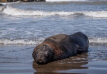 Sigue la emergencia sanitaria por gripe aviar en la costa de Chubut Nuevo caso de gripe aviar en lobos marinos en las costas de Caleta Olivia