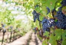 Inversión de 600 millones de pesos para impulsar el turismo del vino en Argentina
