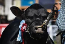 Mataron a una vaca reproductora de toros campeones en Río Pico Mataron a una vaca reproductora de toros campeones en Río Pico