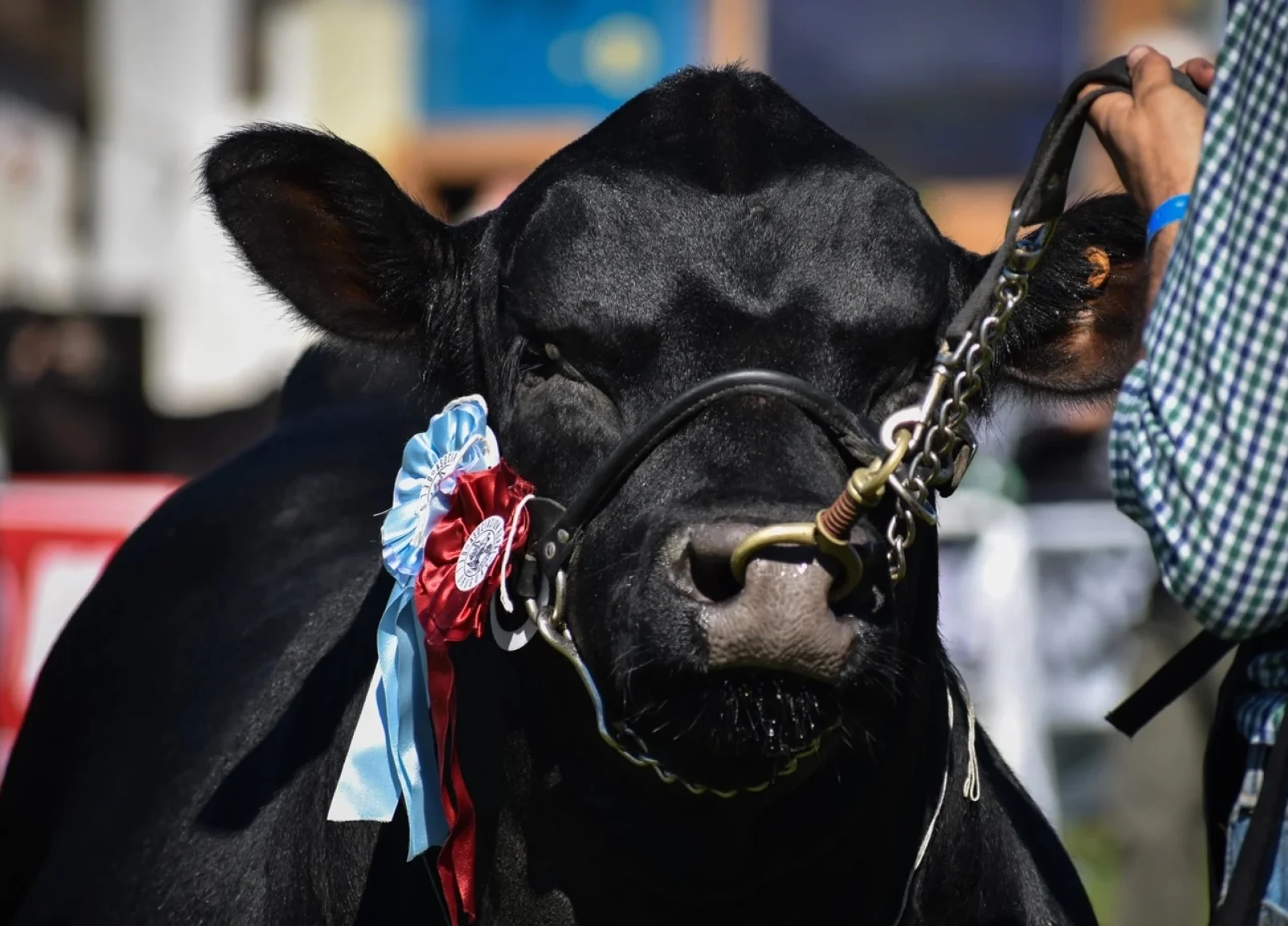 Mataron a una vaca reproductora de toros campeones en Río Pico