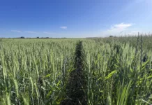Lluvias beneficiosas en la región núcleo del país