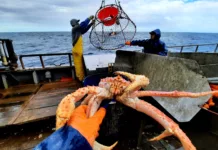 Ante escasez de ejemplares, proponen retomar veda temporal a captura de centolla INIDEP evaluará situación de la centolla en Santa Cruz y Tierra del Fuego