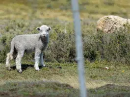 Restablecen programa para productores ovinos