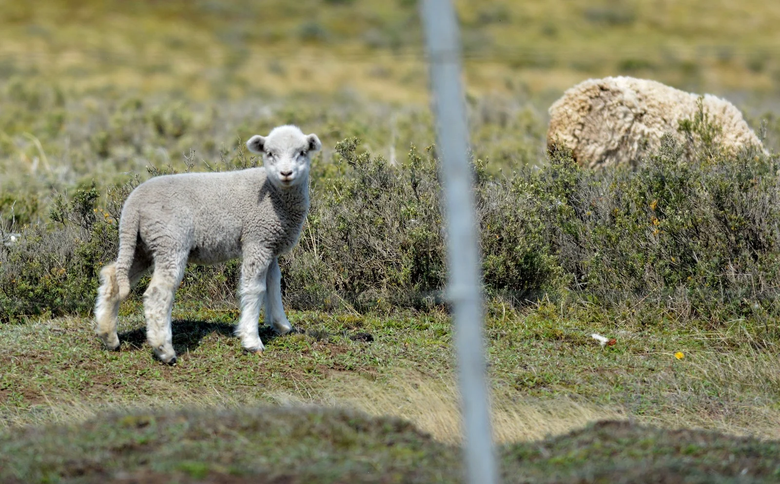 Restablecen programa para productores ovinos