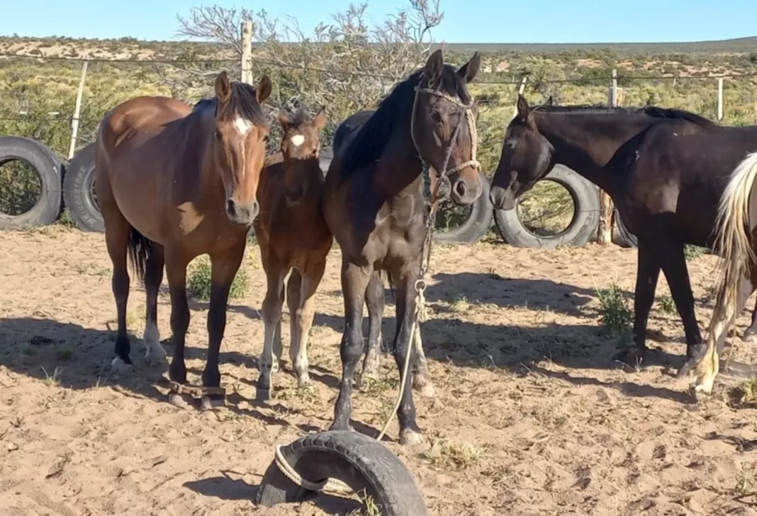 Matanza de caballos en un campo de Chubut - Foto: Diario Jornada