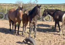 Matanza de caballos en un campo de Chubut - Foto: Diario Jornada
