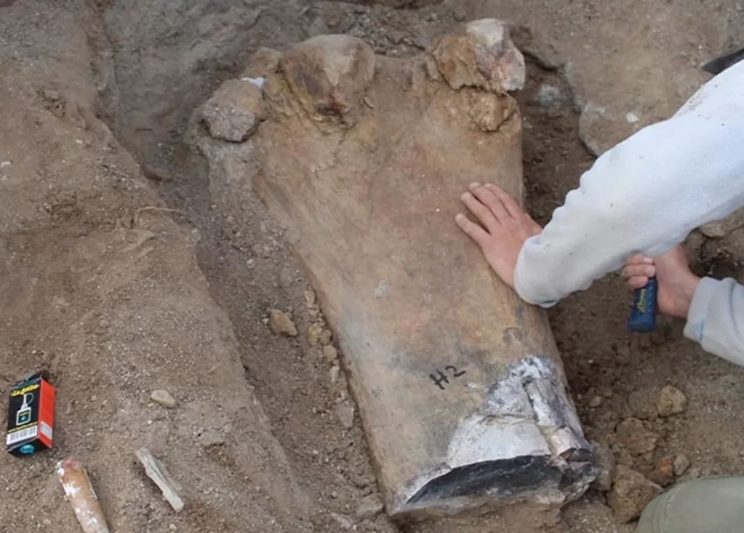 Extraerán restos fósiles de dos dinosaurios encontrados en Chubut