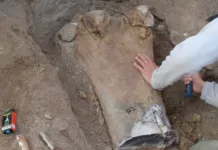 Extraerán restos fósiles de dos dinosaurios encontrados en Chubut